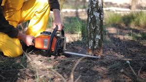 Best Hazardous Tree Removal  in Rancho Mirage, CA